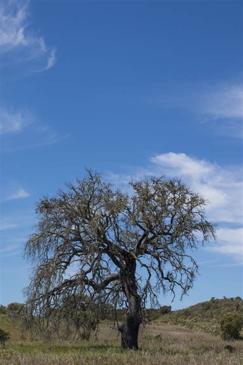 187 Lonely Tree Alentejo Portugal Stock Photos - Free & Royalty-Free ...