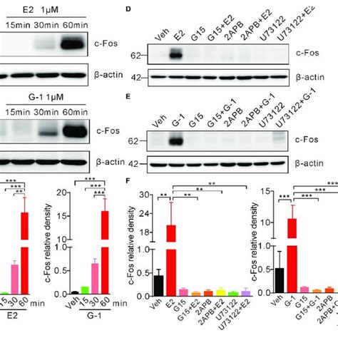 Activation Of Gper Induces C Fos Expression In Sh Sy Y Cells A C