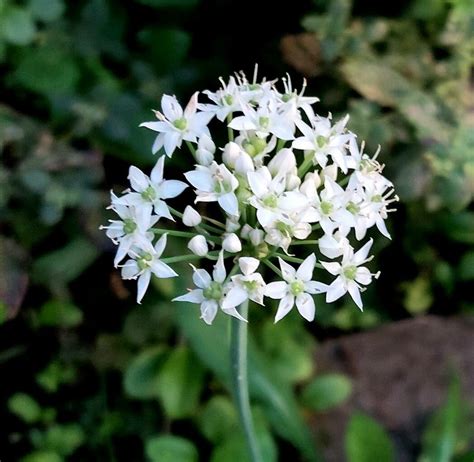 Allium Tuberosum Rottler Ex Spreng Garlic Chives World Flora Pl