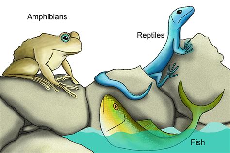 Cold Blooded Vertebrates List