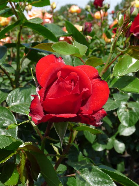 Ulmer Münster, Shrub Rose | Rosarium Lottum