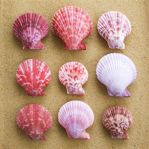 Scallop Shells In Rows Photograph by Science Photo Library - Pixels