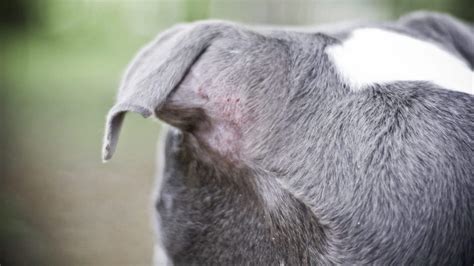 Dermatitis Atópica O Alergias En Perros