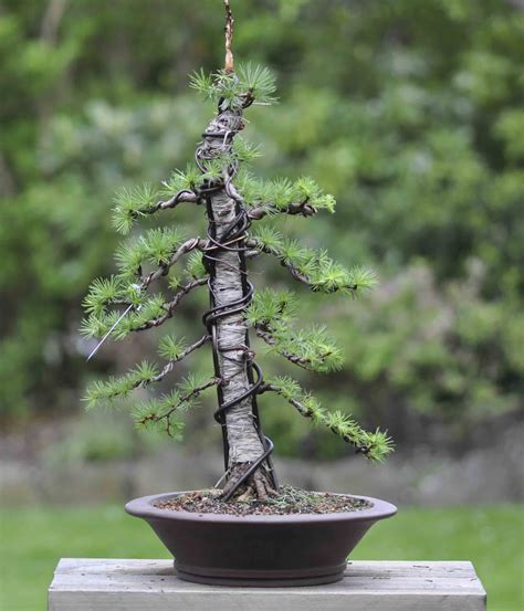 Alberta Dwarf Spruce Bonsai