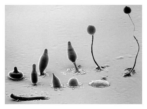 Some Steps Of The Life Cycle Of Dictyostelium Discoideum Copyright