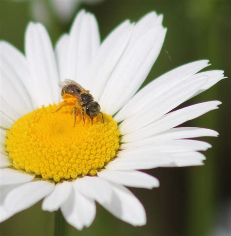 Bee ID Blog | Pollinator.org