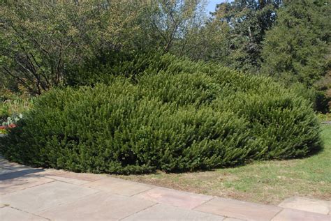 Cephalotaxus Harringtonia Duke Gardens Duke Gardens Plum Yew