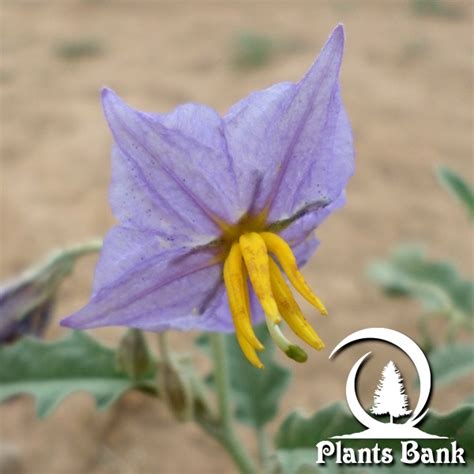 Solanum elaeagnifolium - Datasheet