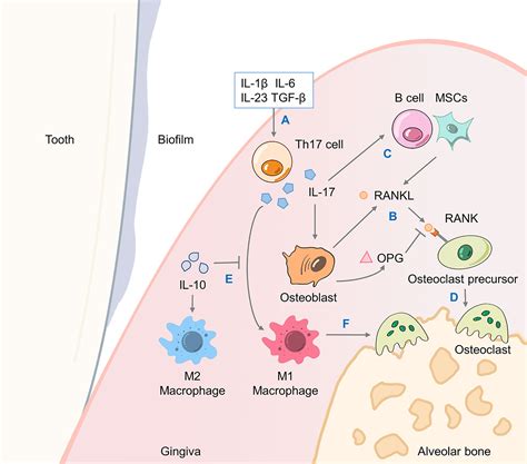 Frontiers Th17 Cells In Periodontitis And Its Regulation By A20