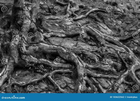 Tree Roots Black White Background Stock Images - Download 946 Royalty Free Photos