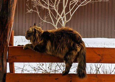 КотоЦараптор | Пикабу