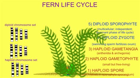 Fern Prothallium The Little Known Part Of The Fern Life Cycle Youtube