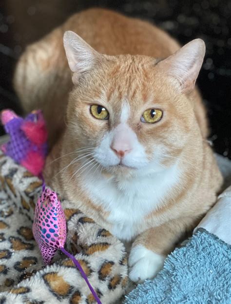 Jack The Feral Cat & Friends