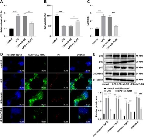 Tlr Knockdown Inhibited Cell Pyroptosis Lps Induced Hk Cells Were