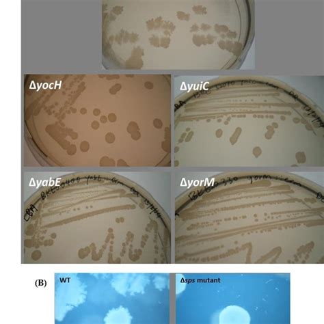 (A) Colony morphology of the B. subtilis wild type (WT) and the sps ...