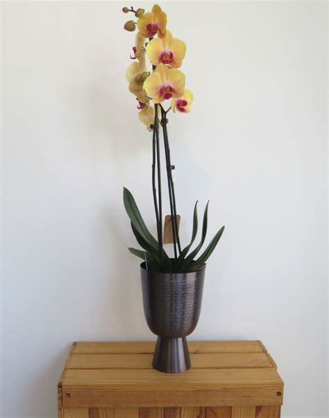 Yellow Orchid - Earthmama.gr