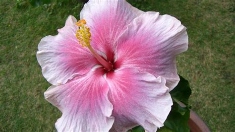 Hibiscus Flower Wallpaper 42 Pictures Wallpaperset