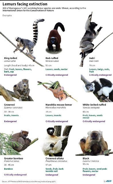 Nearly All Madagascar S Lemur Species Face Extinction Lemur Species Forest Habitat