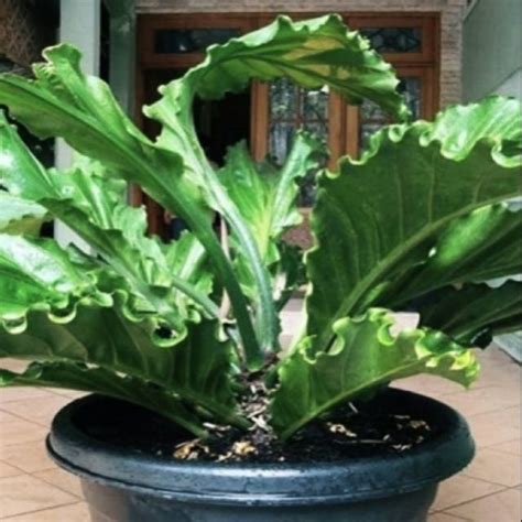 Jual Tanaman Hias Anthurium Gelombang Cinta King Bibit Istimewa Dari