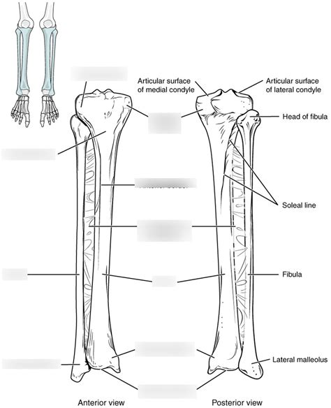 Tibia Fibula Diagram Quizlet