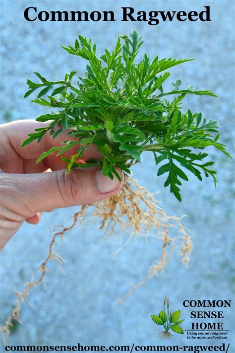 Common Ragweed - Tips to Beat Ragweed Season - Weekly Weeder #7