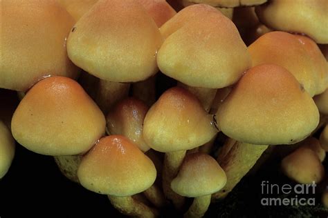 Sulphur Tuft Mushrooms Photograph By John Wright Science Photo