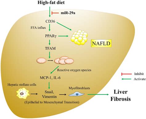 Cells Free Full Text Microrna 29a Suppresses Cd36 To Ameliorate