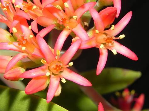 Crassula Perfoliata Var Coccinea Cacti And Succulents Succulents