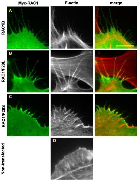 Fast-cycling RAC1 mutants trigger the formation of filopodia in ... 