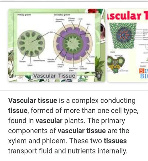 Vascular Tissue