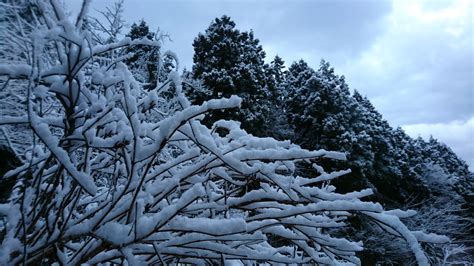 雪景色！ 宮澤博士の五頭日記 Part2！