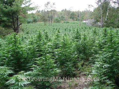 When And How To Harvest Outdoor Marijuana Plants