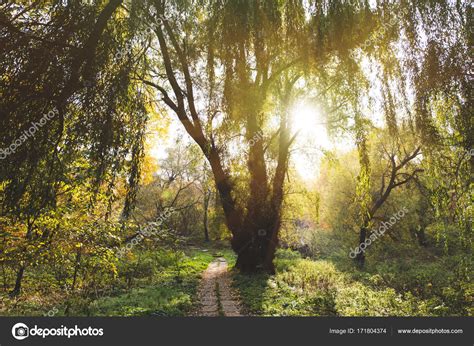 Willow Tree In Park — Stock Photo © Viktoriasapata 171804374