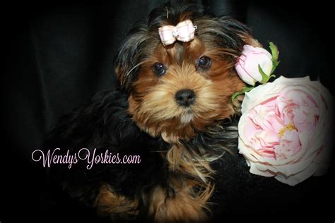 Female Teacup Yorkie Puppies For Sale In Tx Wendys Yorkies