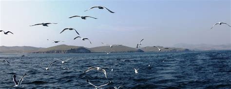 Lake Baikal Fauna and Flora – Lake Baikal