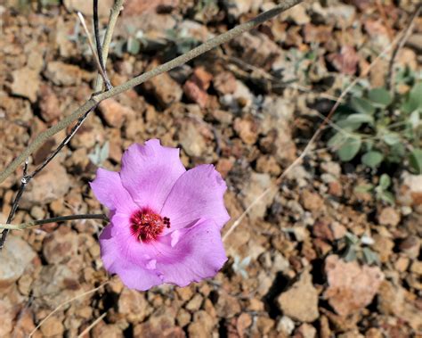 Desert Pink A Blossom Of Hibiscus Hibiscus Denudatus Gra Flickr