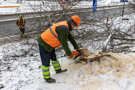 Budowa Tramwaju Do Mistrzejowic W Krakowie Ruszy A Wycinka Drzew Przy