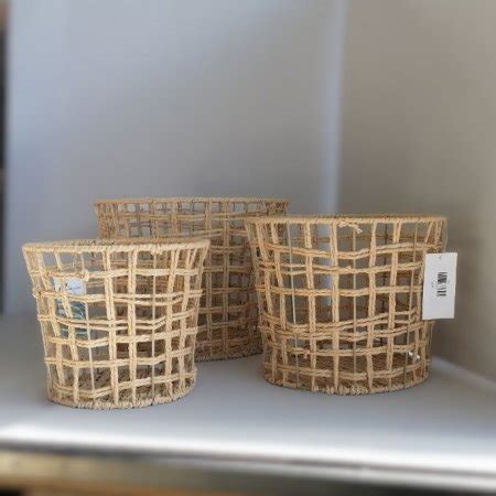 Мединила Магнифика в 17 см саксия