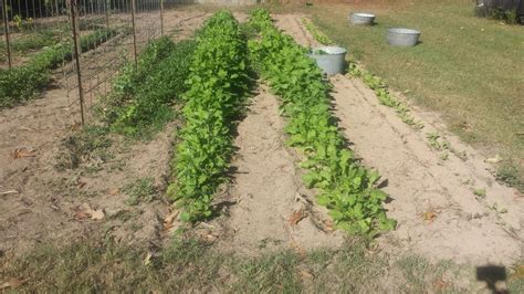 How I Harvest Turnip Greens Canning And Freezing For Storage Youtube