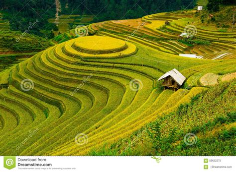 Rice Fields On Terraced Of Mu Cang Chai YenBai Vietnam Stock Image