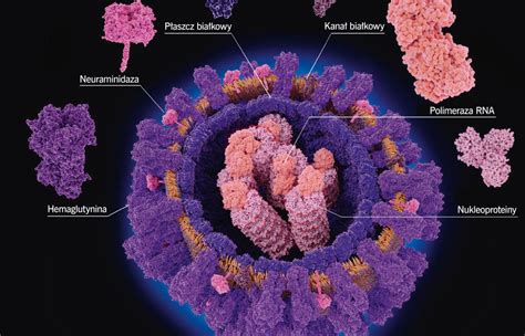 Ywy Model Na Lekcji Biologii Telegraph