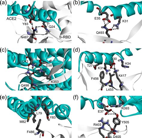 Structural Details Of The Protein Protein Interaction Involving The