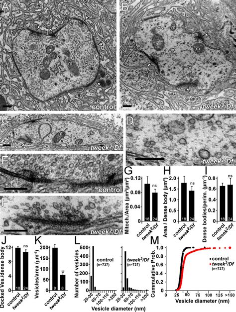 Vesicle Size And Number Are Altered In Tweek Mutants Af