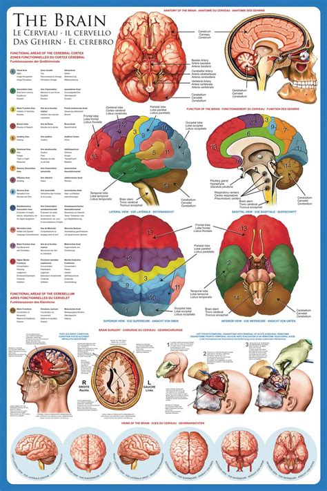 Tableau D Anatomie Du Cerveau Humain Affiche Murale Suspendue Tableau