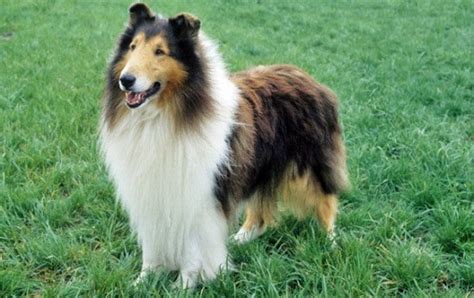 Collie - SpockTheDog.com