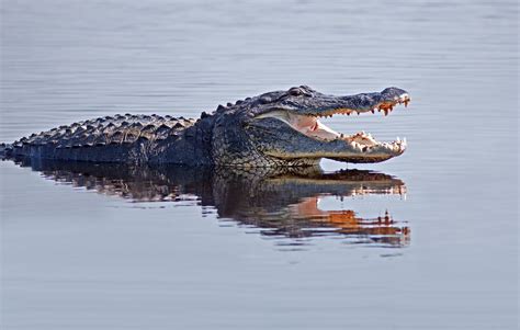 Florida State Reptile