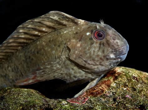 Eelpout,The Bottom Dwelling Fish - deepseawonders.net