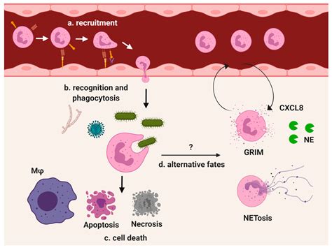 IJMS Free Full Text Molecular Mechanisms Of Neutrophil