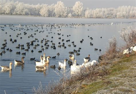 Le Lac Darmbouts Cappel Réserve Ornithologique Et Base De Loisirs