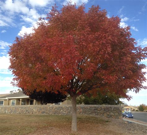 Shade Trees For The Desert Southwest Guzmans Garden Centers